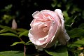 roos rosa rozen rose roses rosier rosiers rosaceae werkaandemuur wadm werk aan de muur bloem bloemen fleur fleurs flower flowers